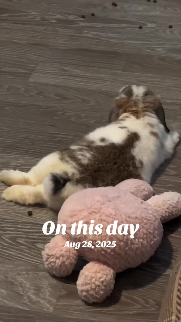 @Mrdivaandgizmoandfriends