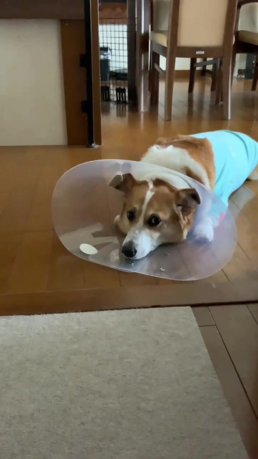 @コーギー犬のホープくん