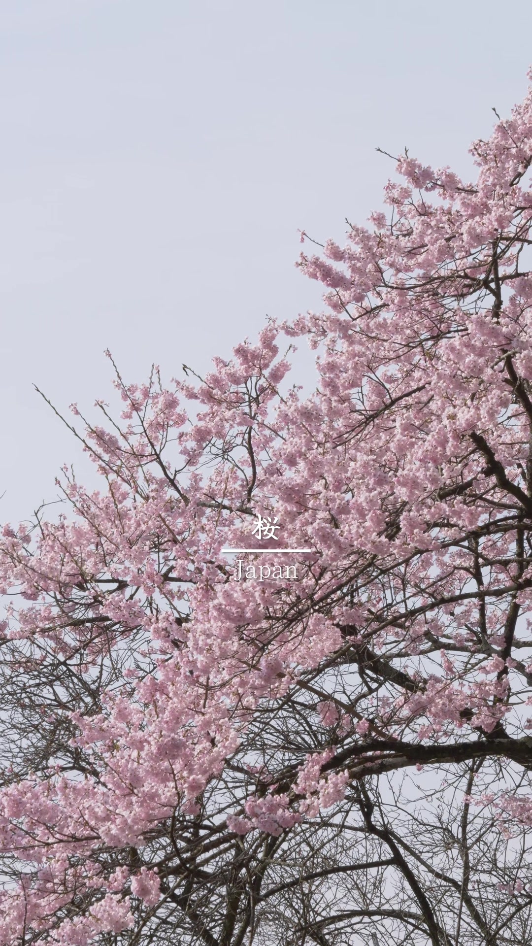 @s.hayata_tabikura