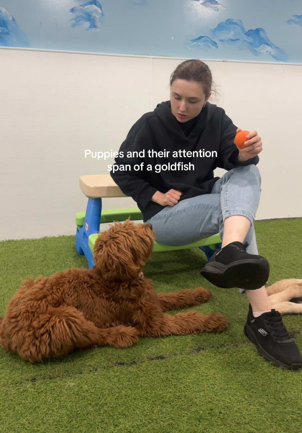@Camp Canine Toronto