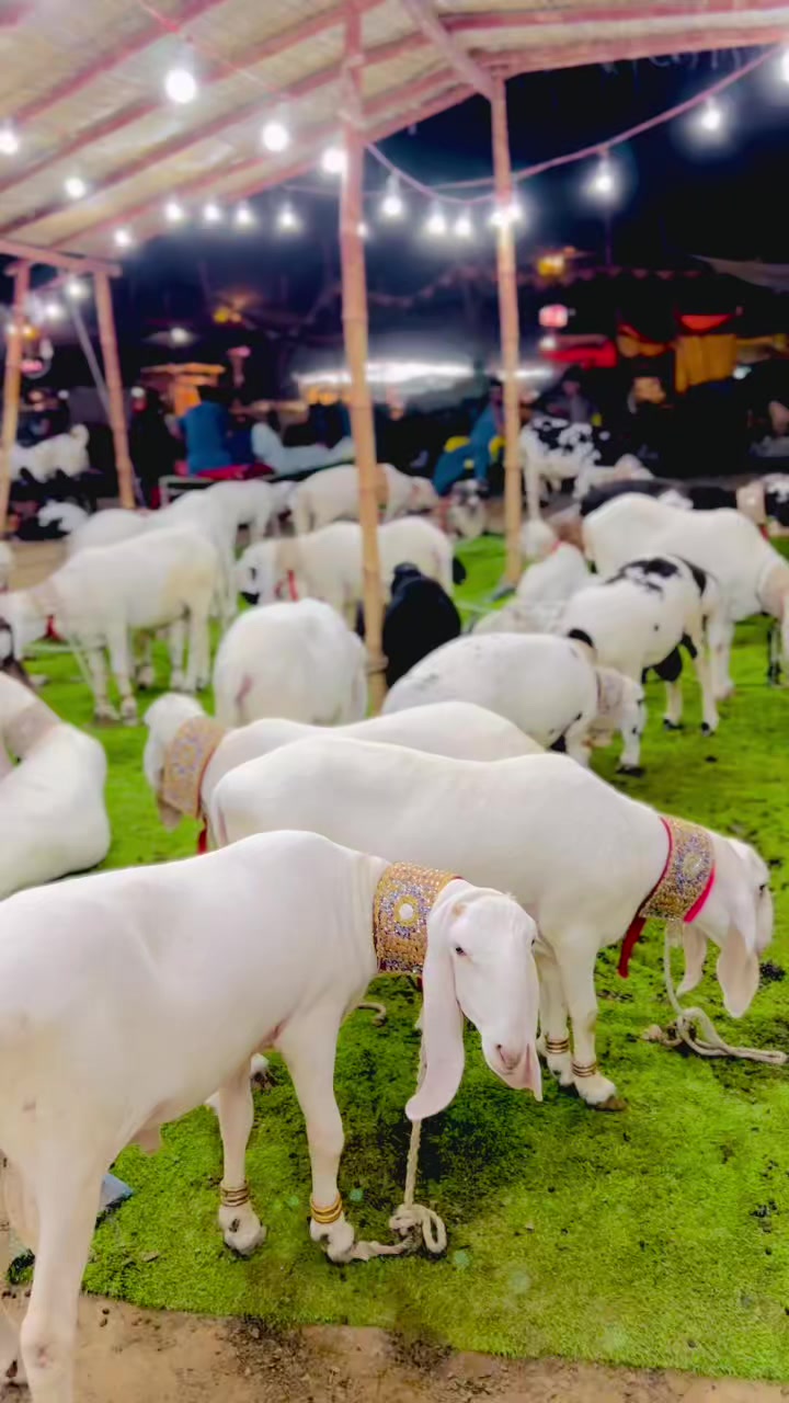@✨.زاهد سولنگي واپاري. 🐐