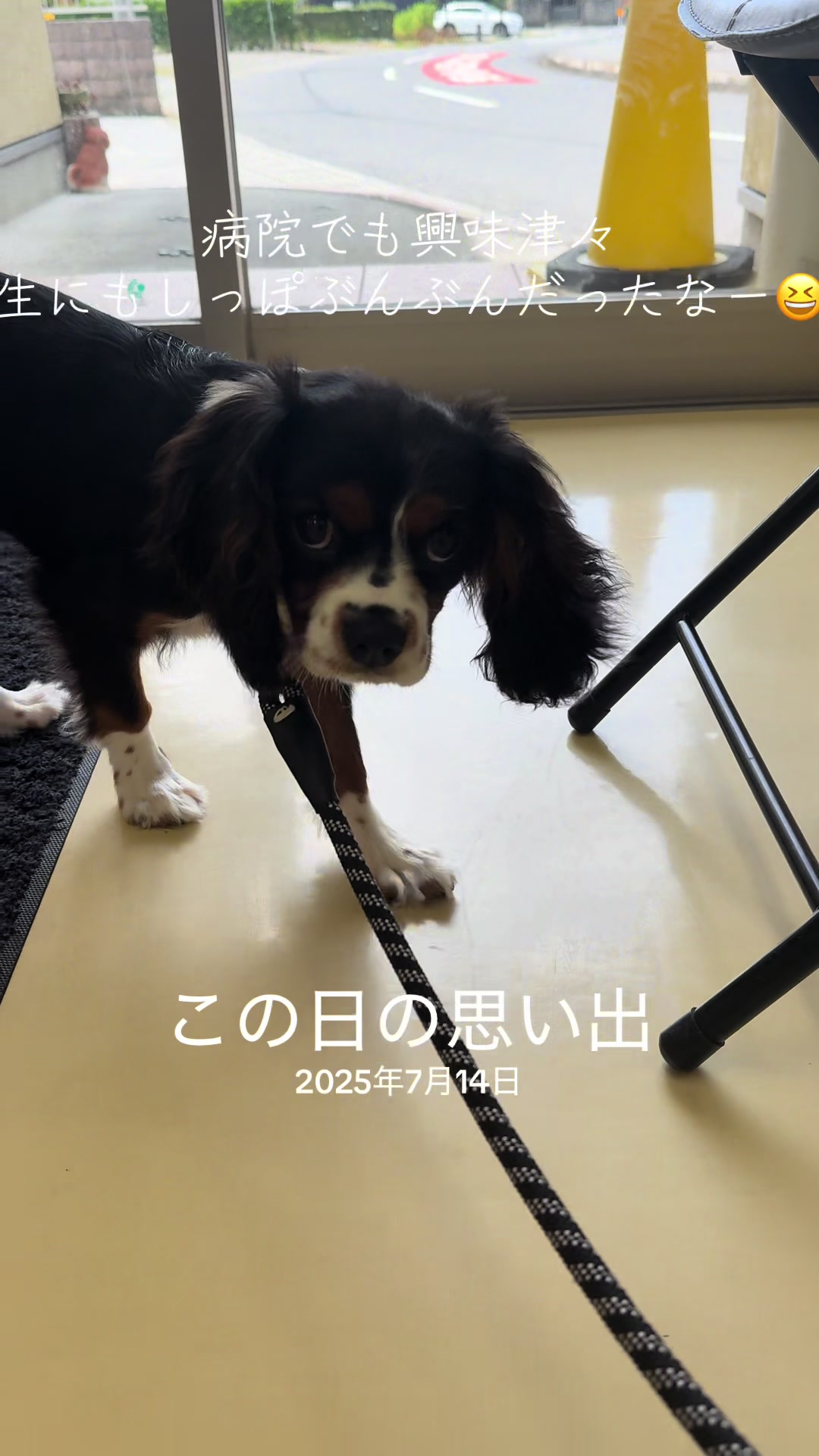 @じゃんけんぽん太🇬🇧🐶🇺🇸💎