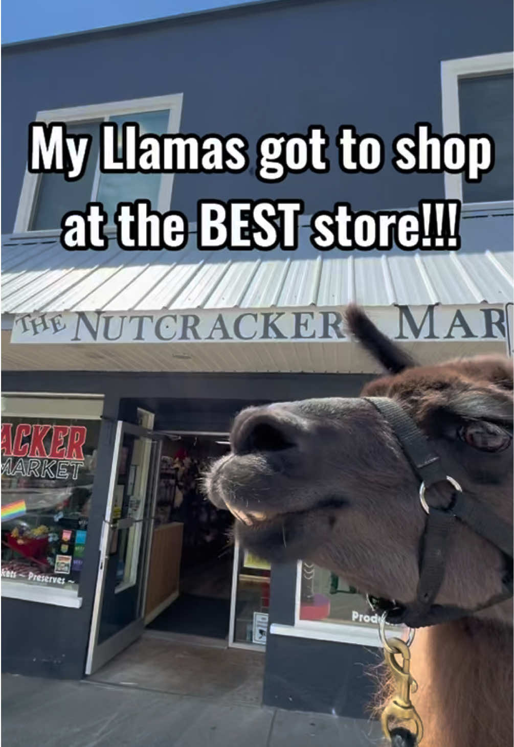 @The Llama Company