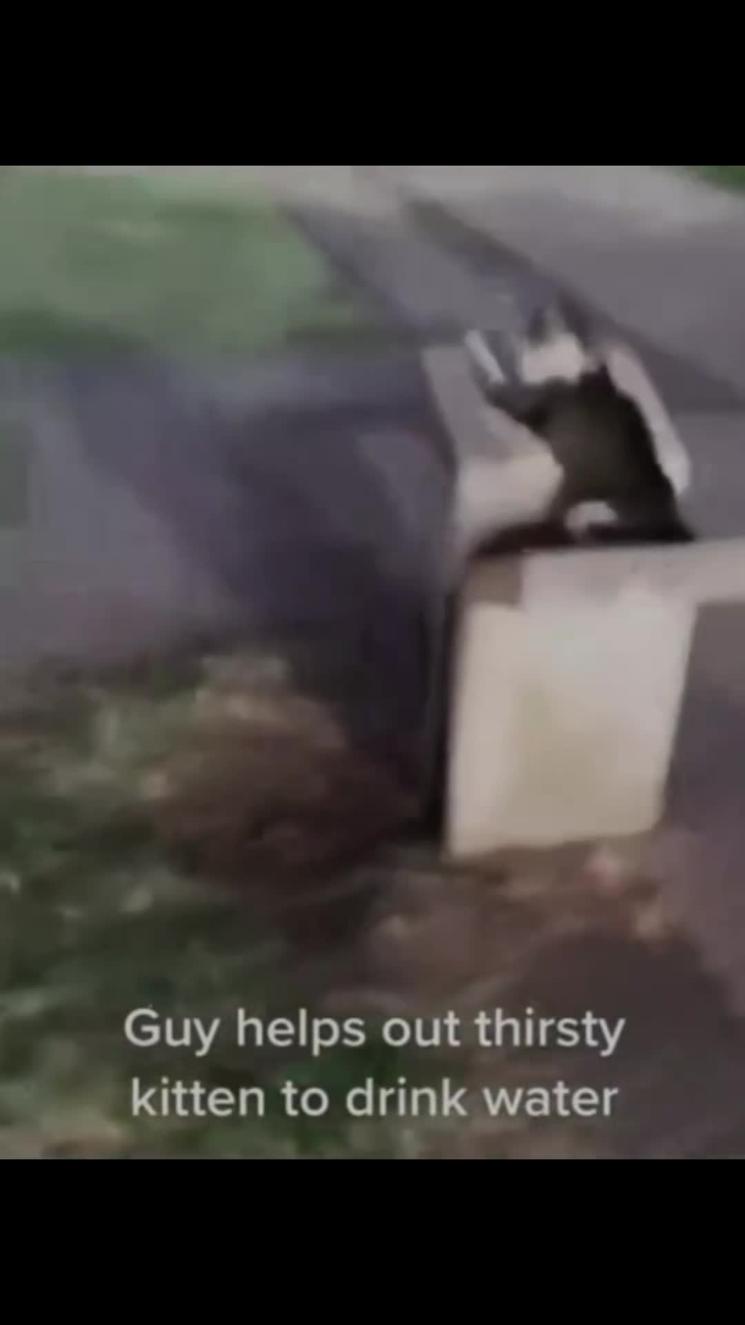 @SEGALLBI