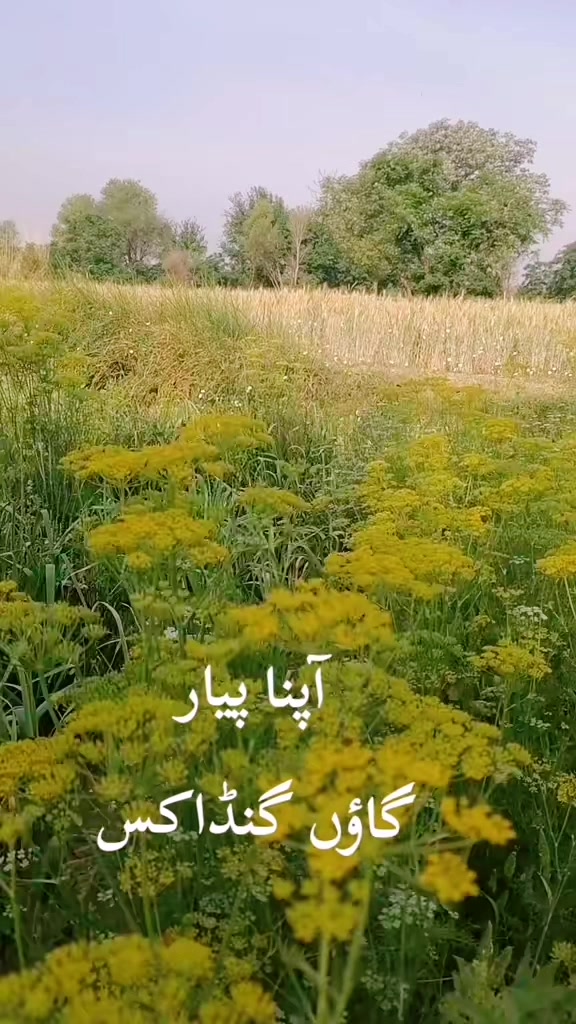 @Malik Faisal804