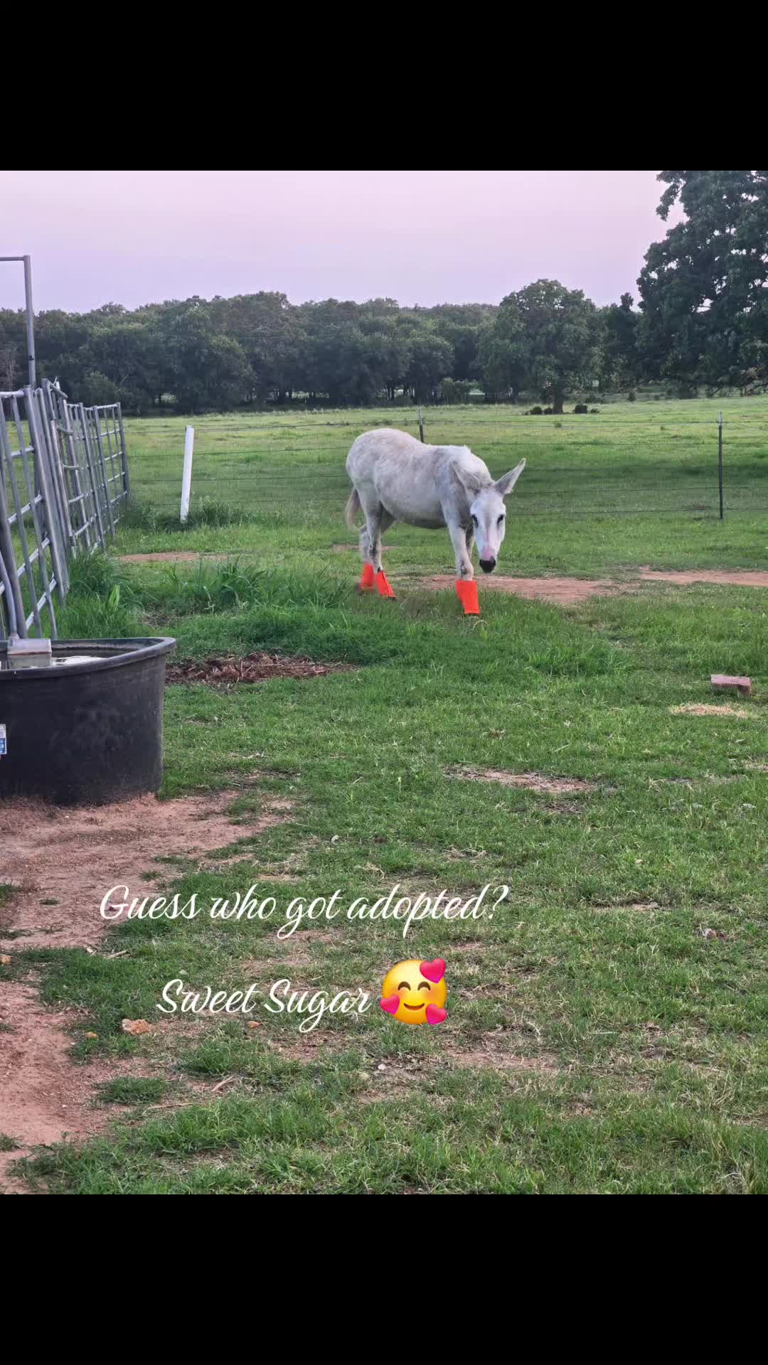 @Fonzy's Farm Rehab & Sanctuary