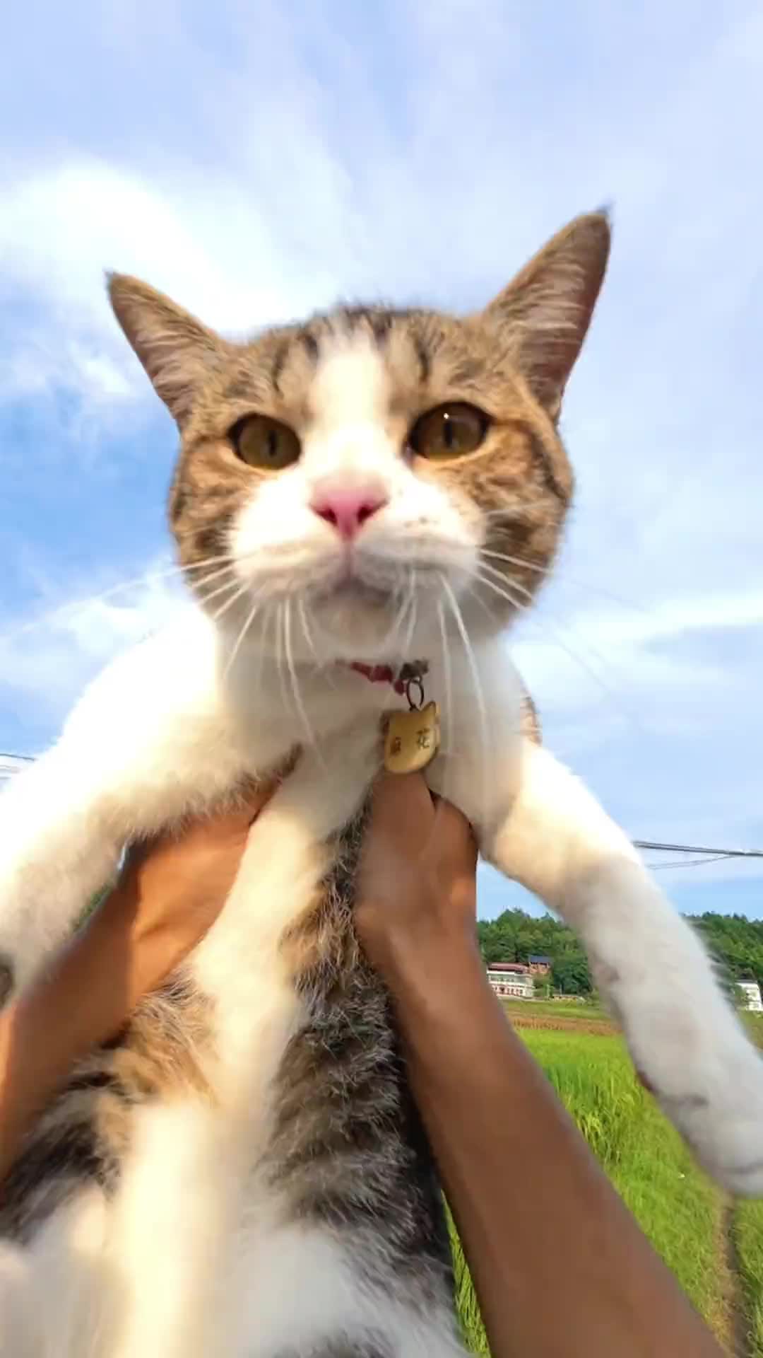 @Stray Cat Talkz