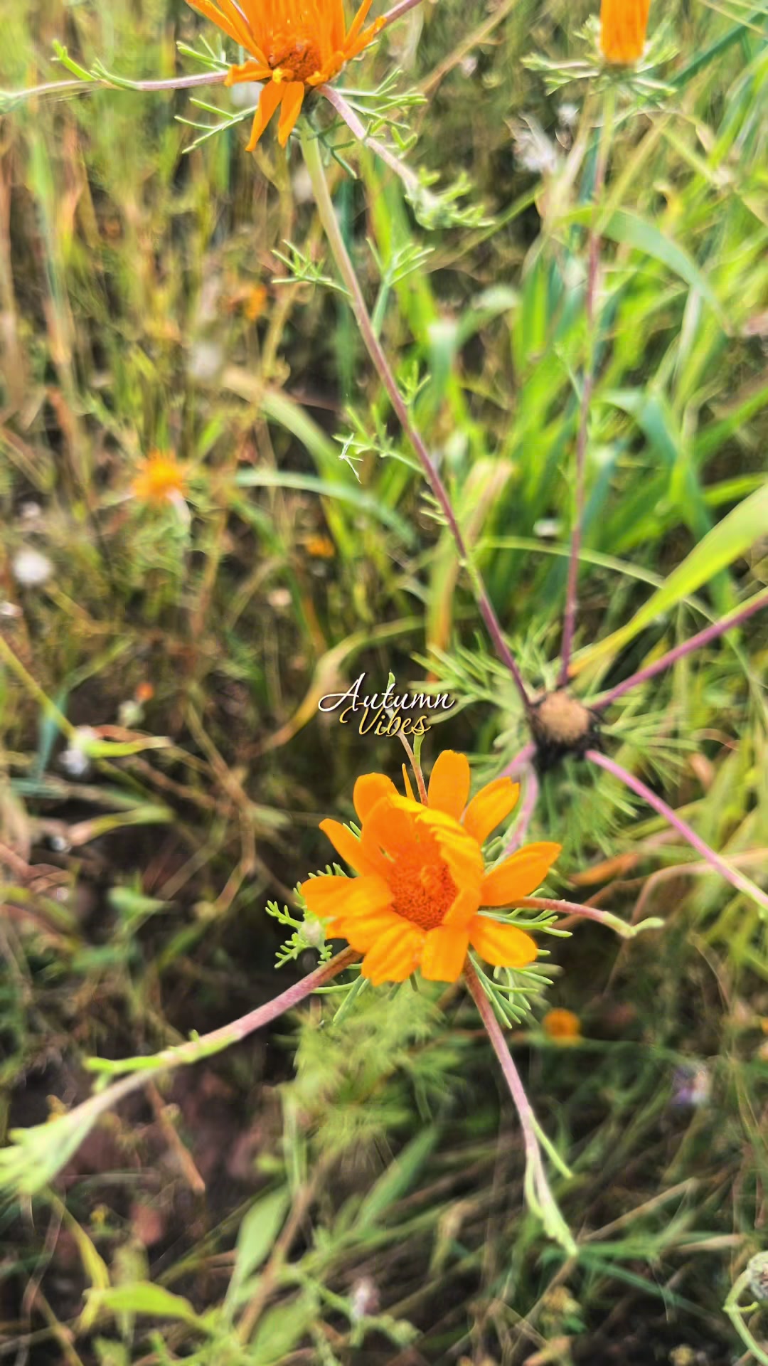 @💎🦋MERYAM🦋💎