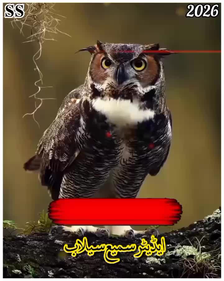 @꧁༺𝐬𝐚𝐦𝐢 𝐬𝐞𝐥𝐚𝐛༻꧂