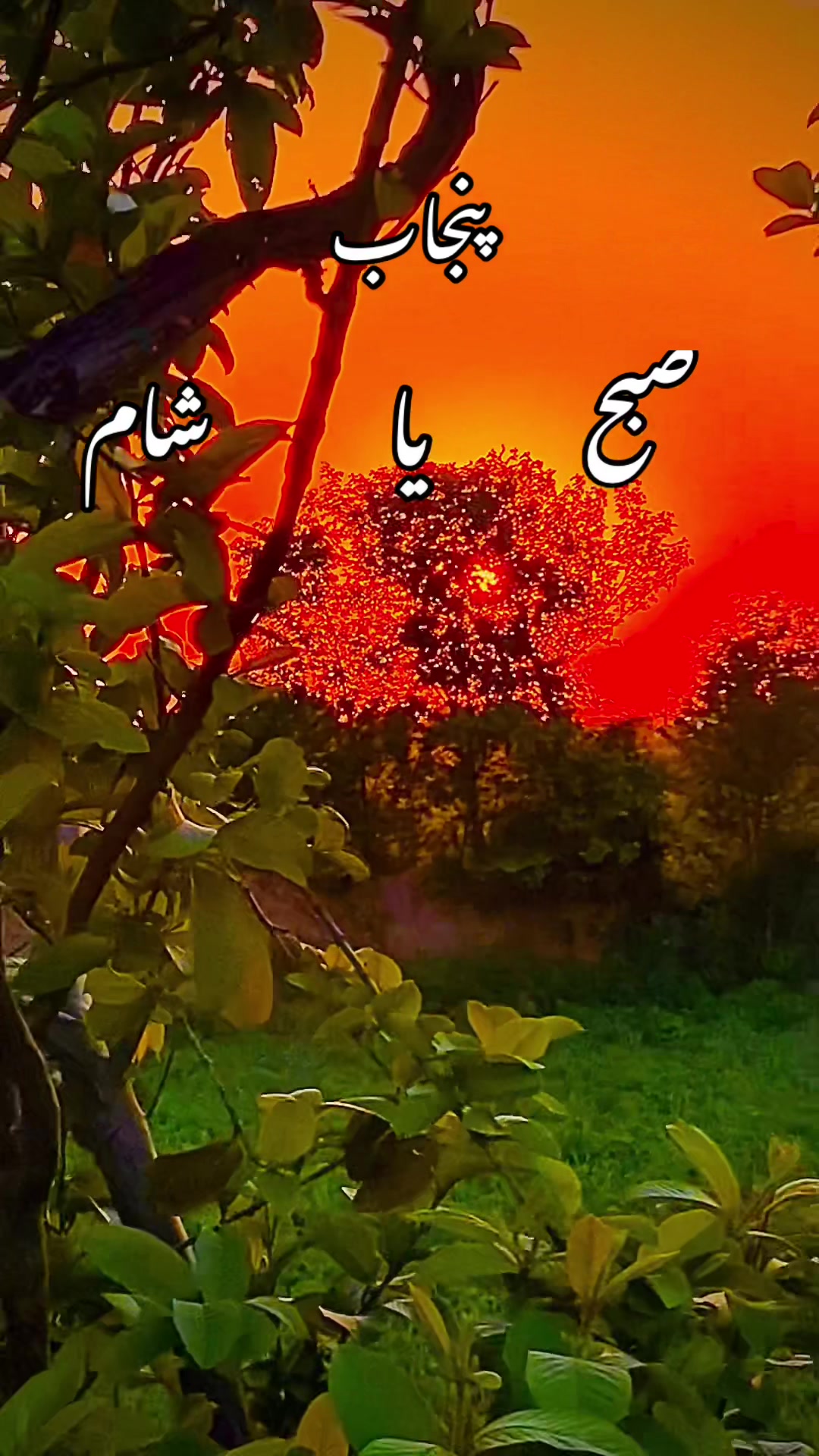 @🥬🎗️پنڈاں آے 🌺