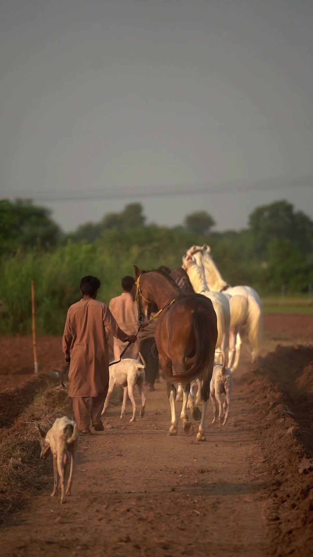 @SUNRISE STUD FARMS RAWALPINDI