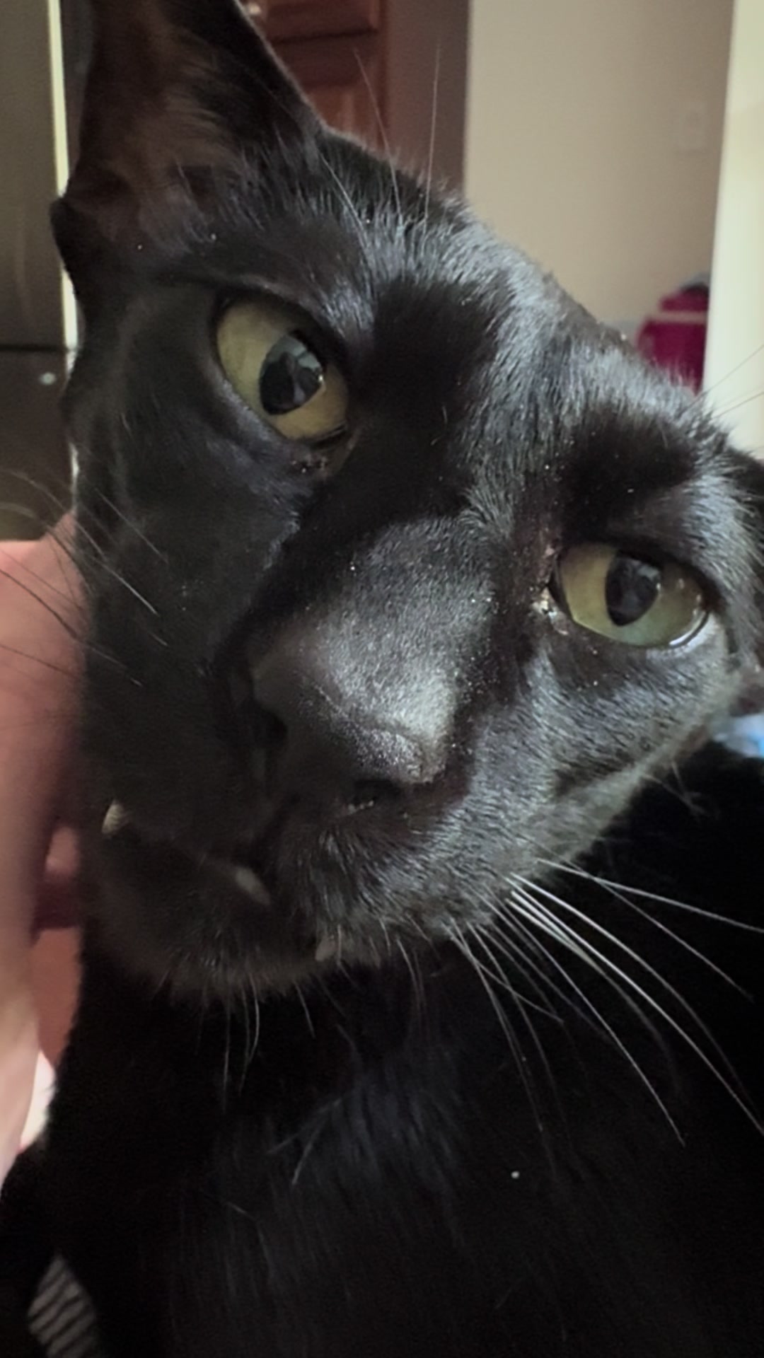 @hobbikats