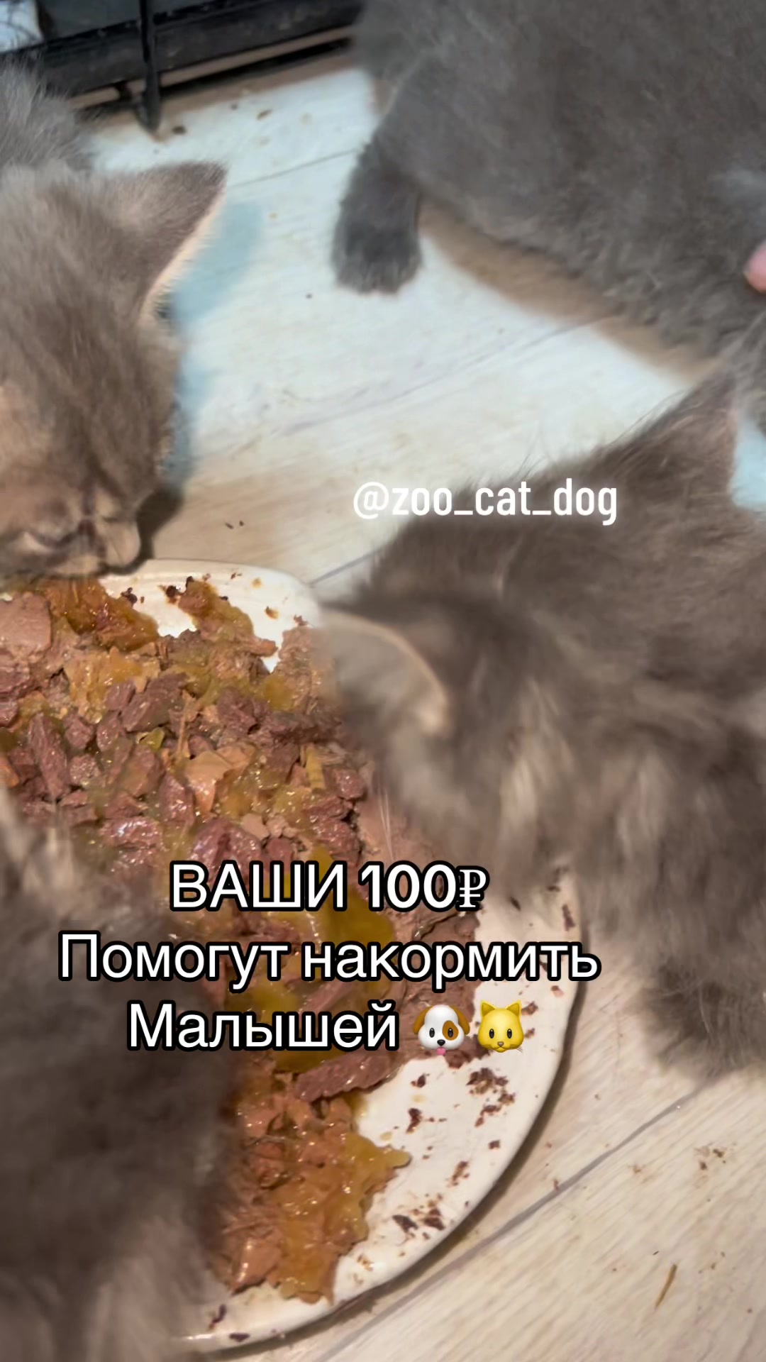 @zoo_cat_dog