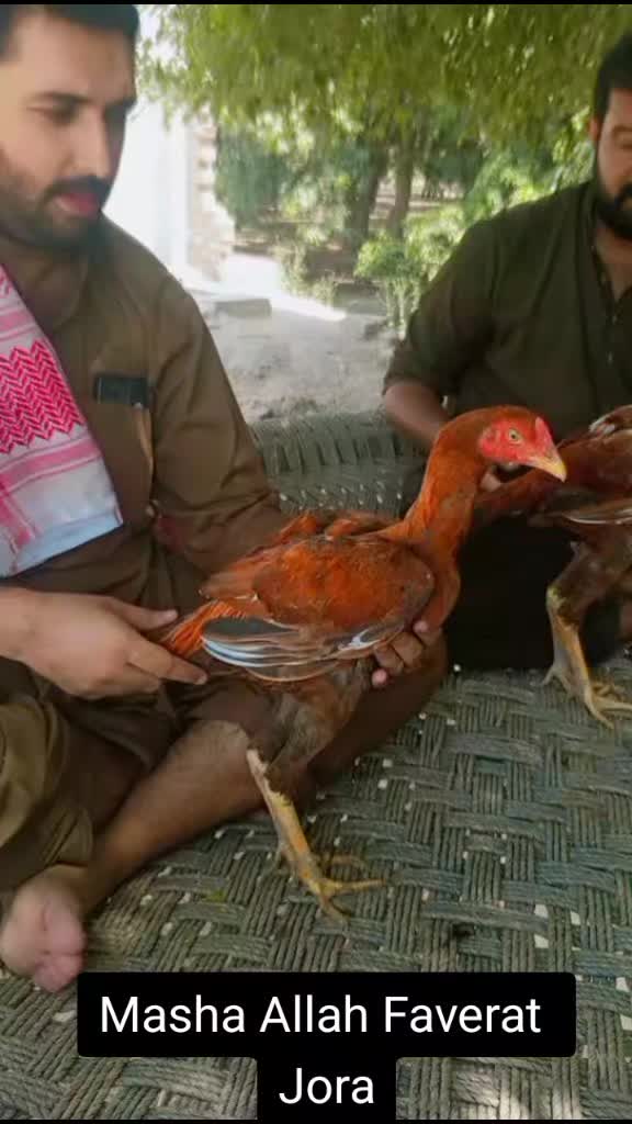 @ملک عاصم سندیلہ