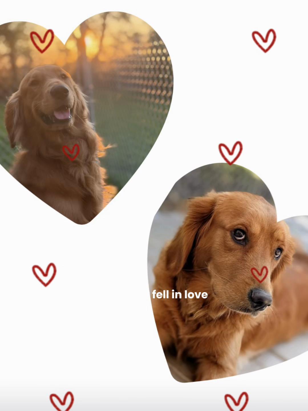 @Pension.canine.Aguerin