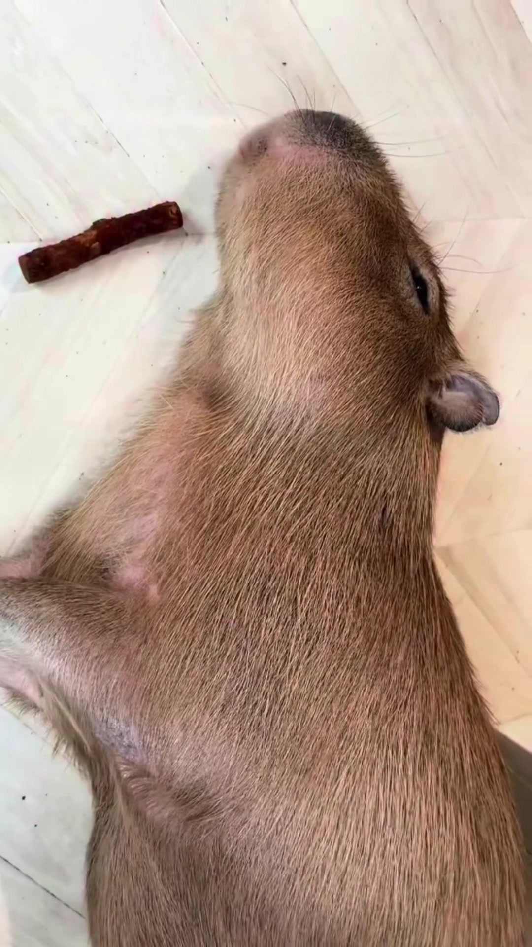 @Capybarabaramedia