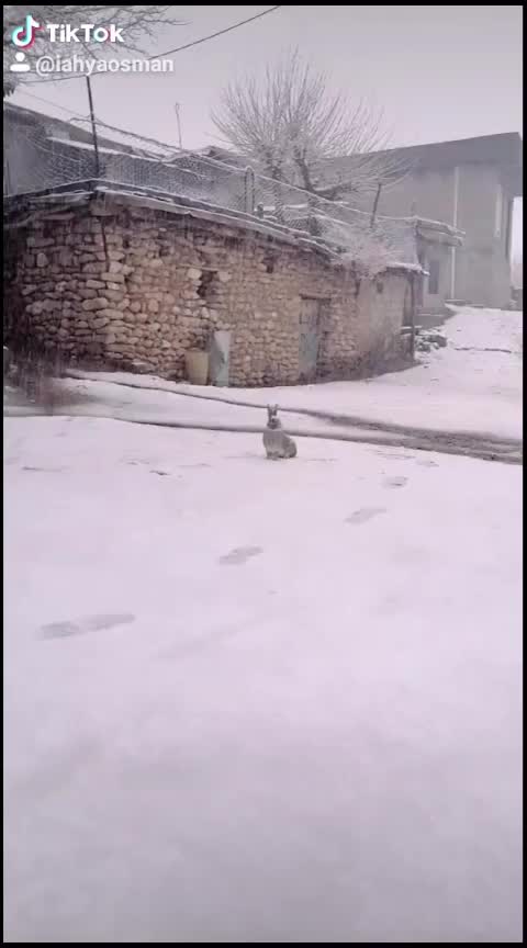 @يه حيا عوسمان
