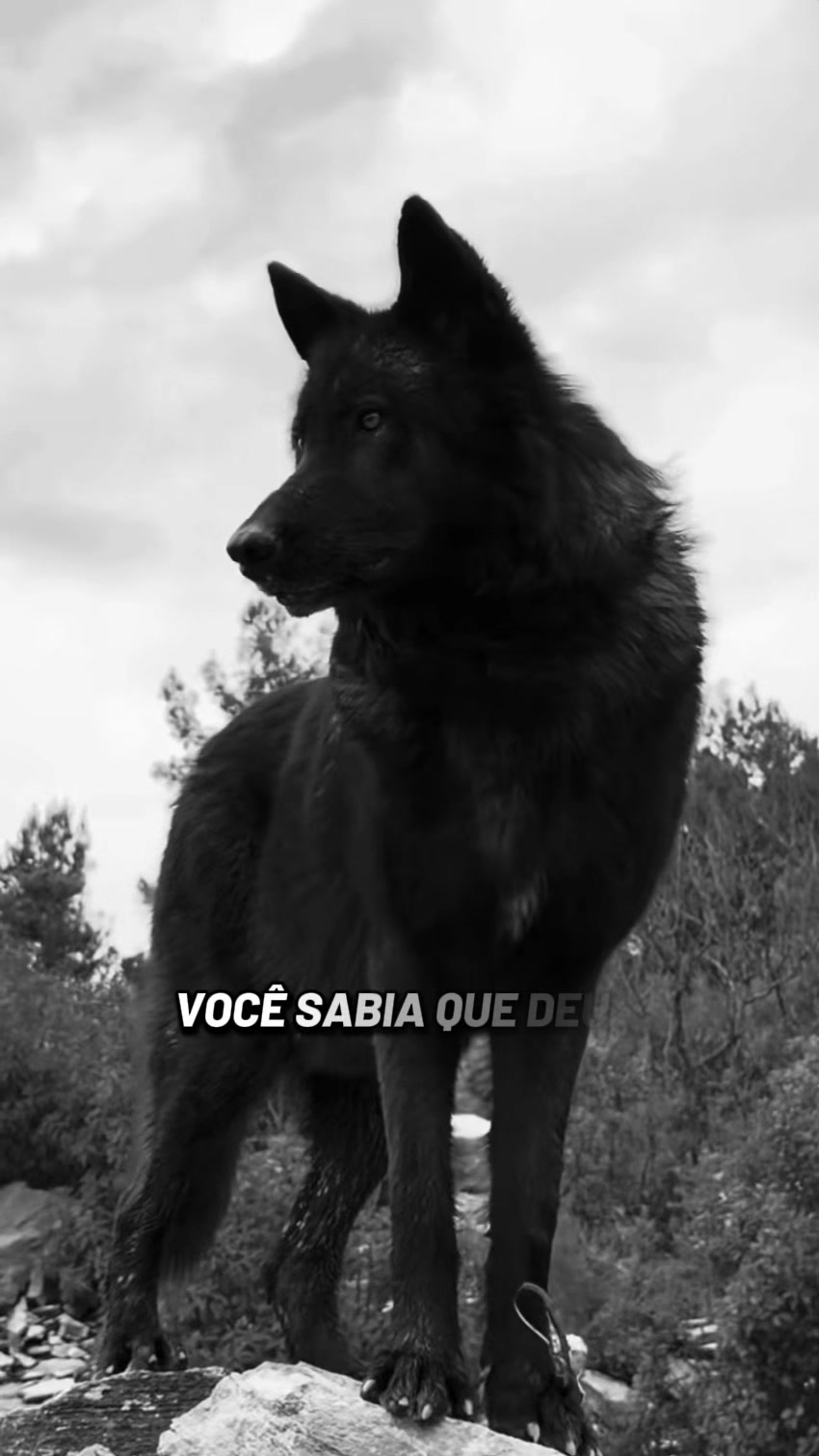 @🐺_ØⱠØ฿Ø_🐺