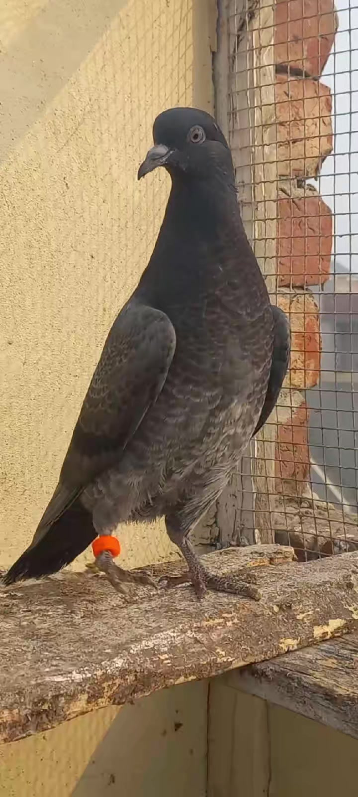 @Ranakasuripigeon