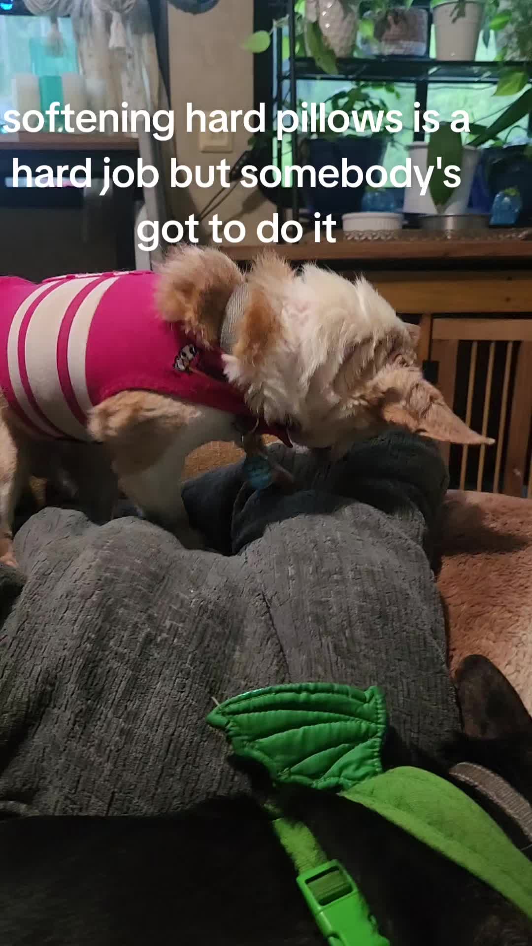 @willie_the_grumpydog