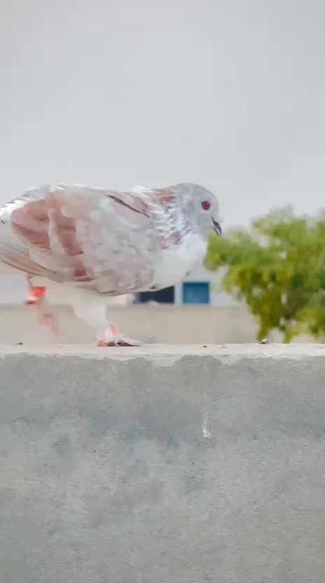 @عدیل رحمن لیہ وال کبوتر باز