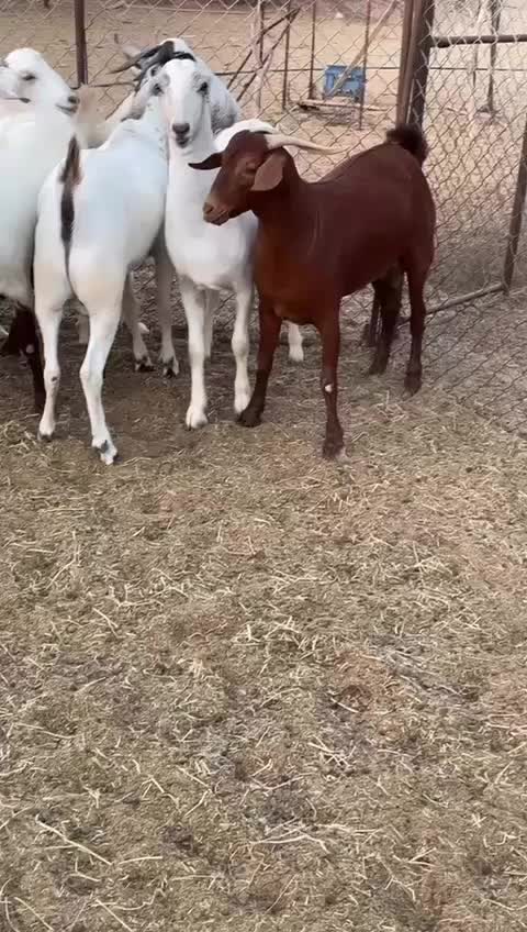 @محمد