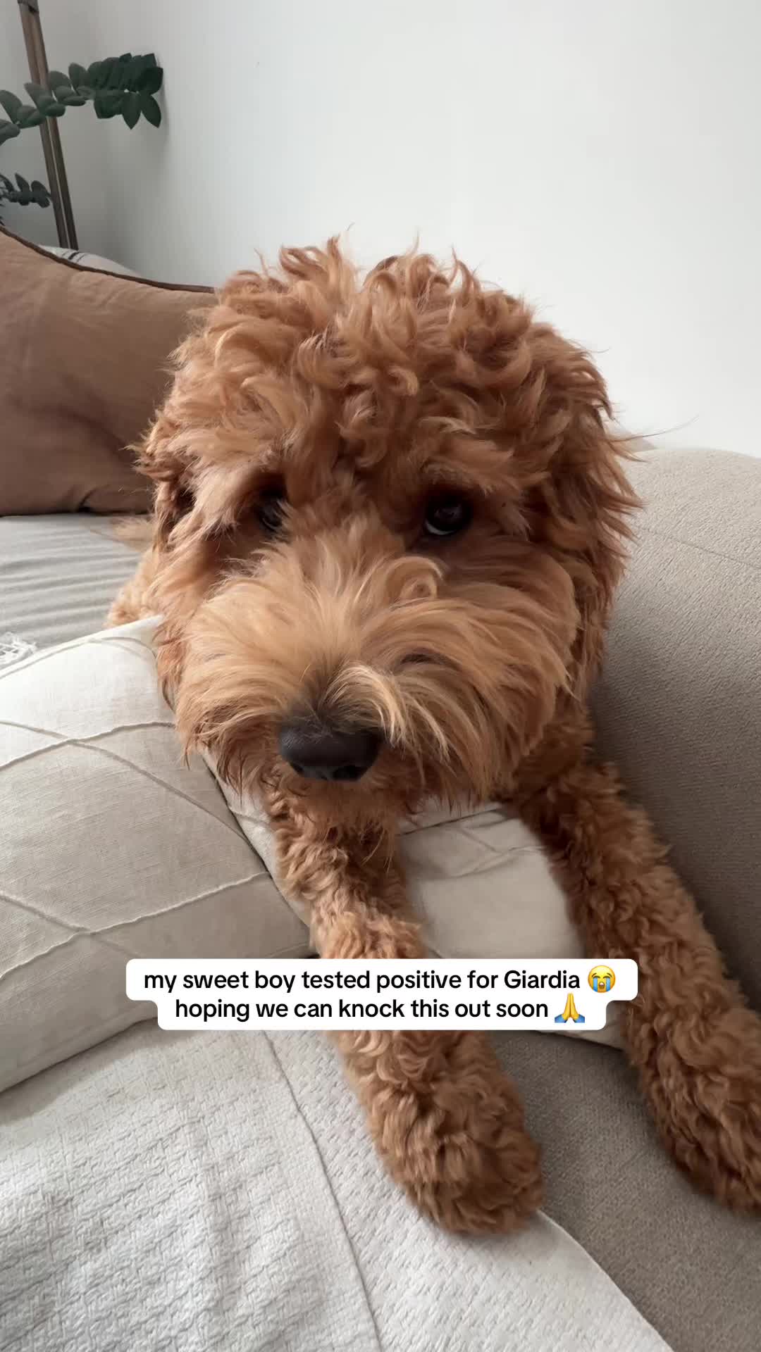 @Teddy 🐾