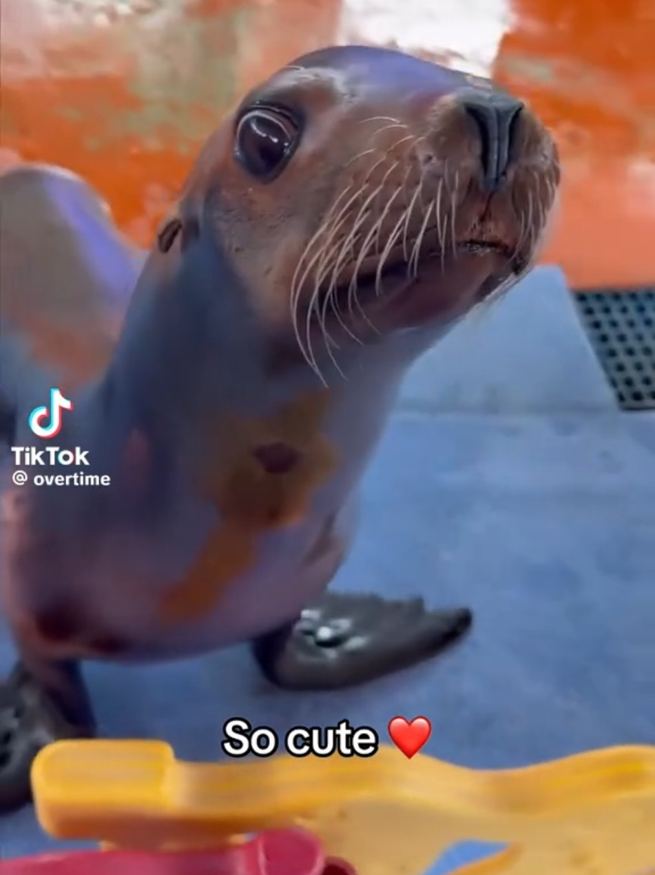 @Funny Video Reels