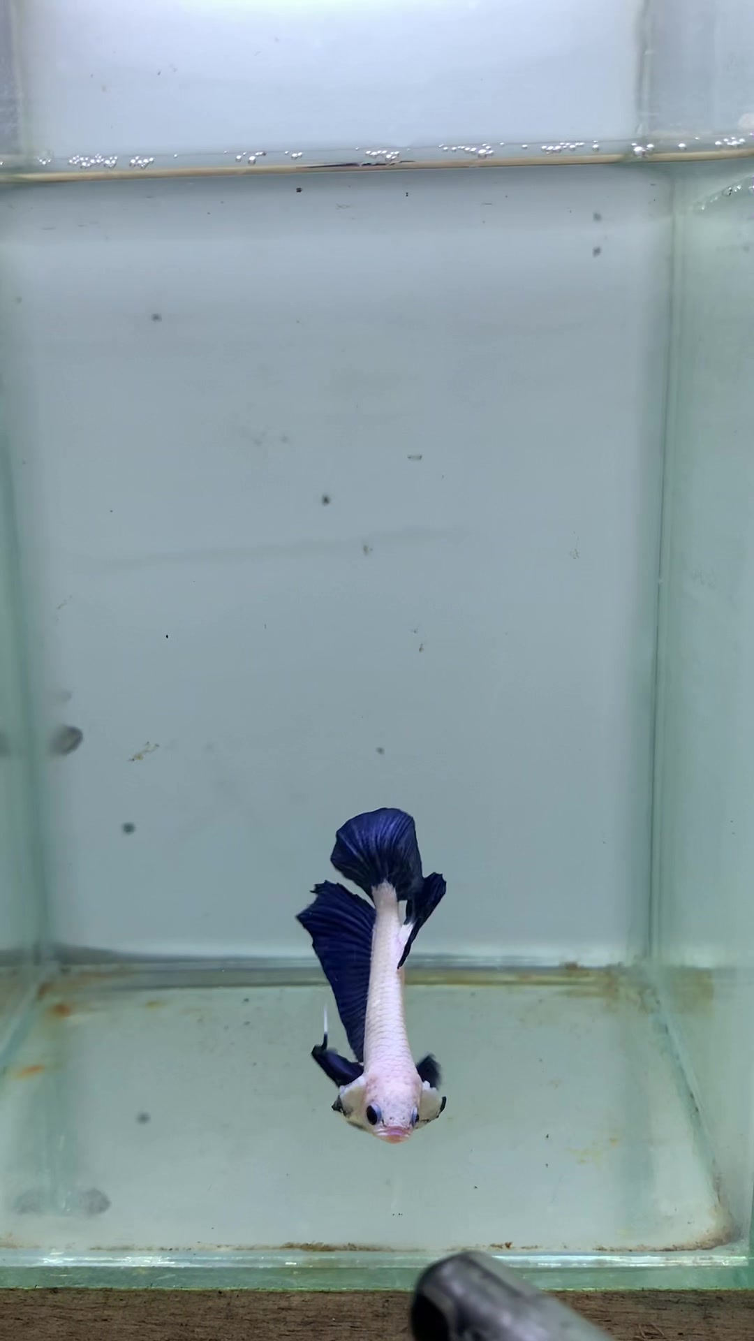 @PetBETTA