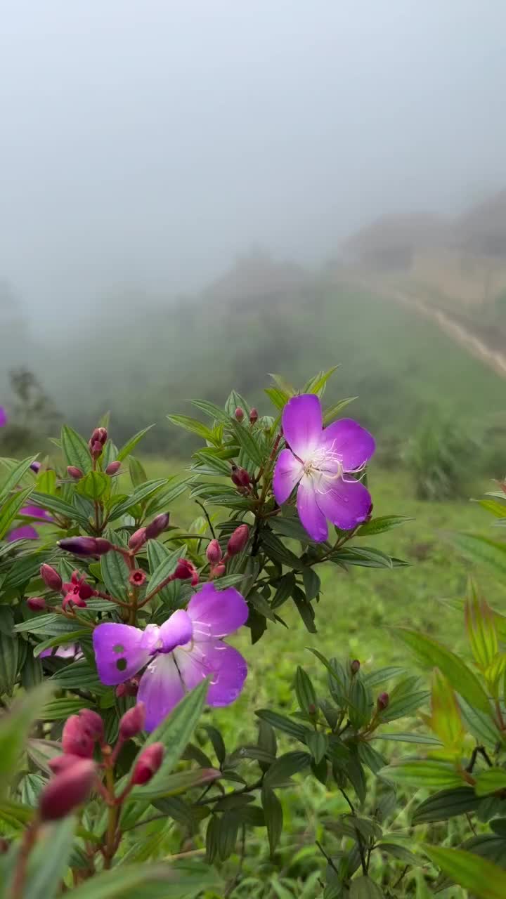 @jamshi585885