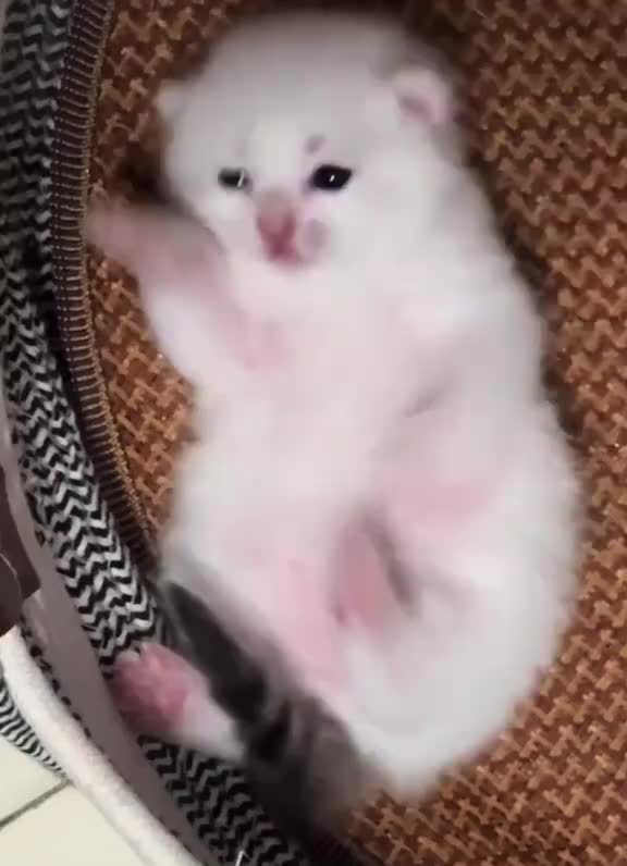 @catbosssss