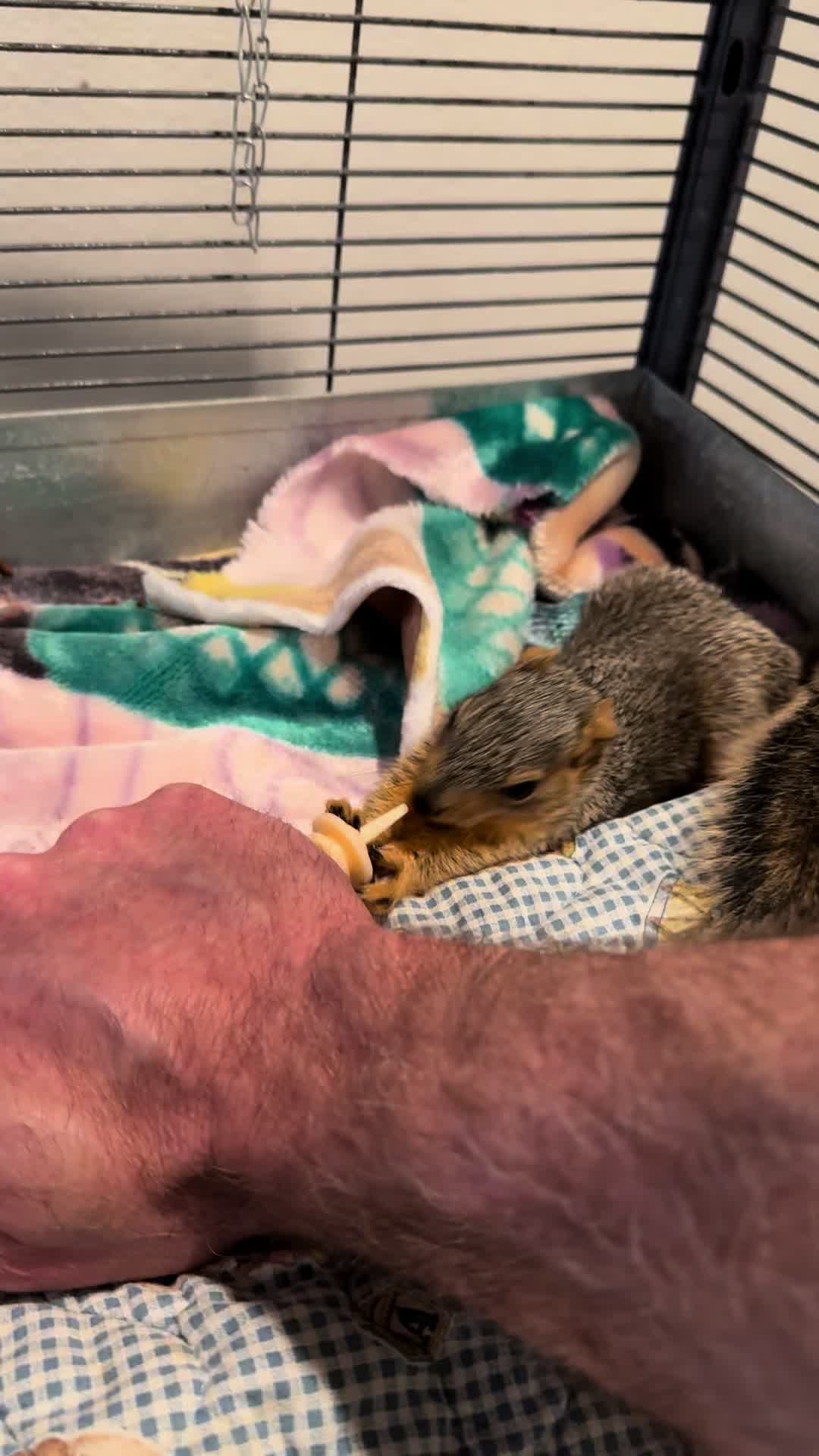 @Squirrel Guy