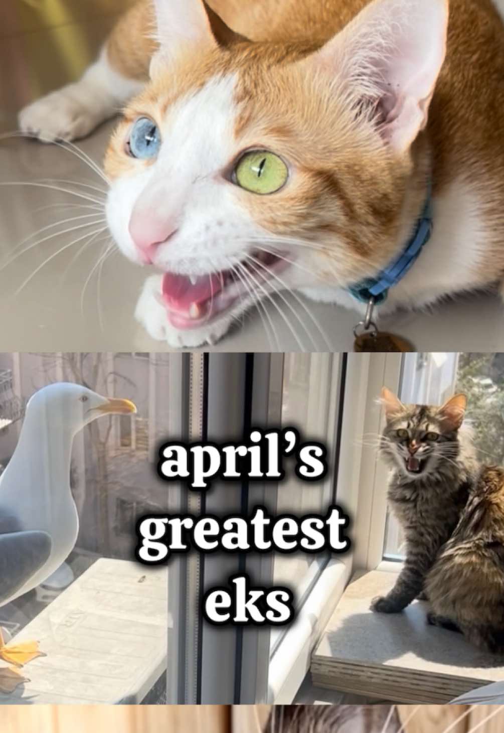 @ekekekkekkek
