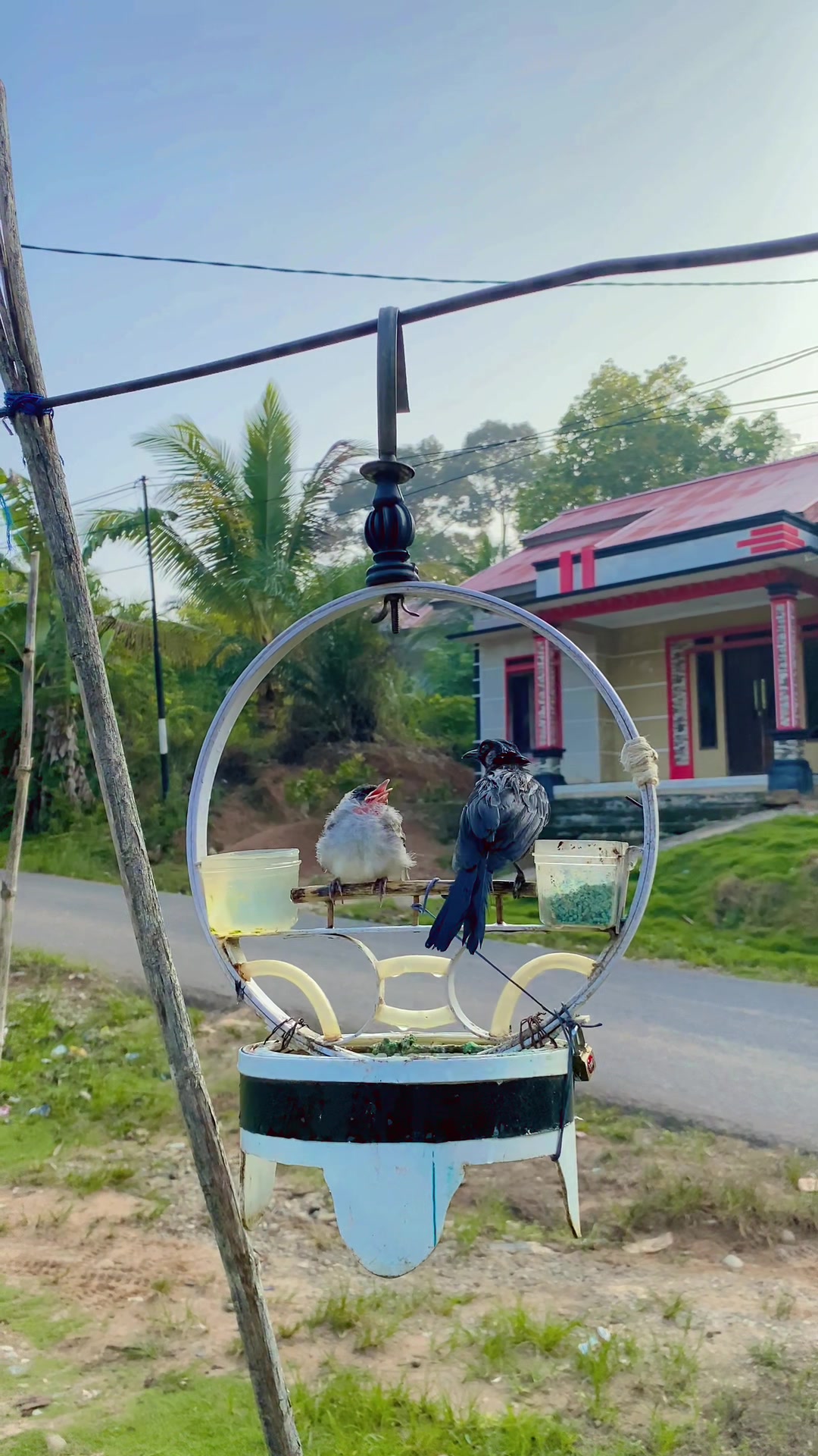 @KICAU SIPALING VIRAL