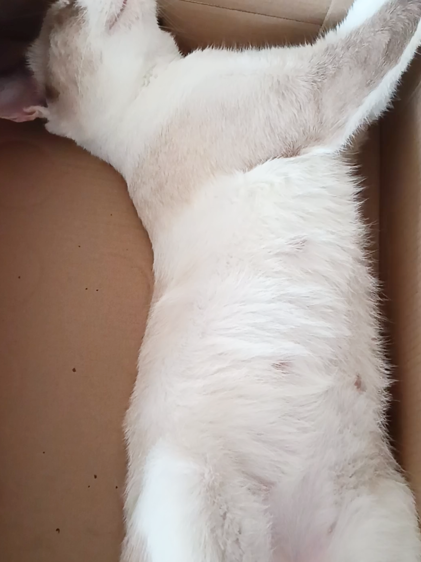 @Pusa ni Chiwi