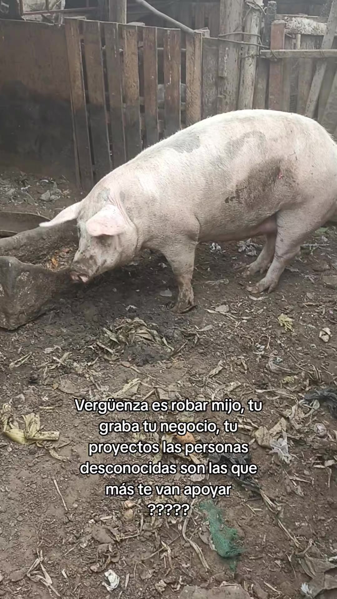 @BRAYAN .R. 🐷