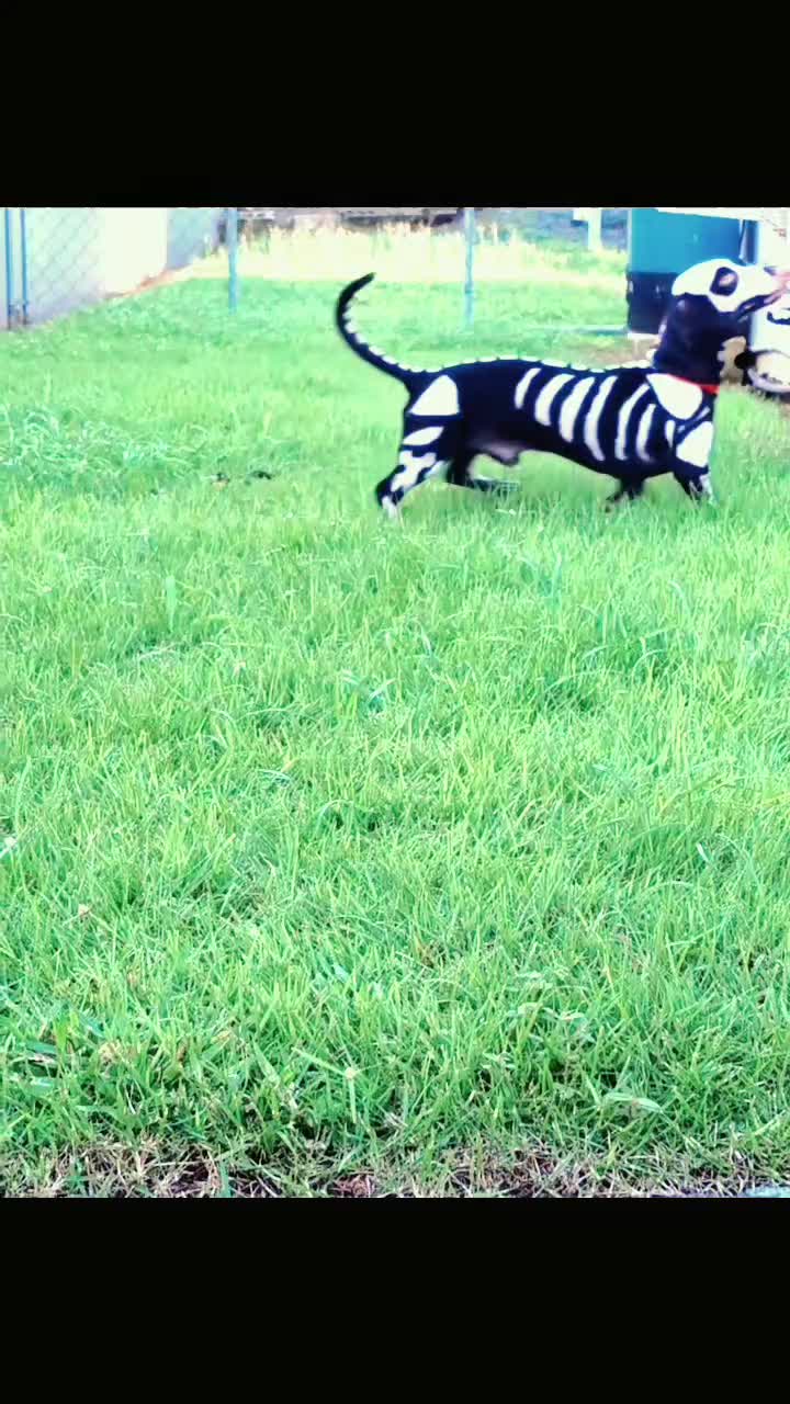 @Out.of.ink.Dachshund