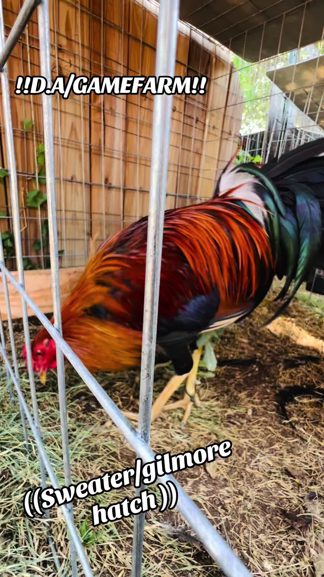 @DAgamefarm