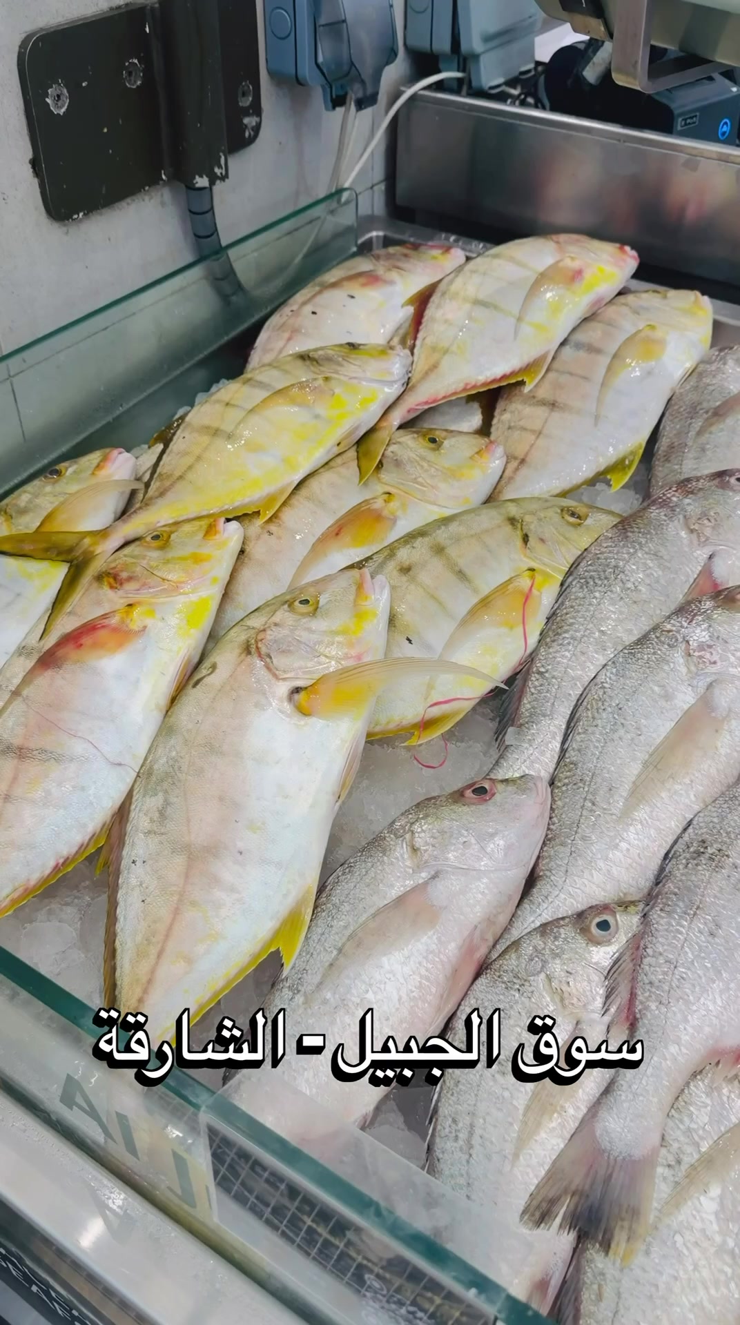 @سعيد صدّيقي
