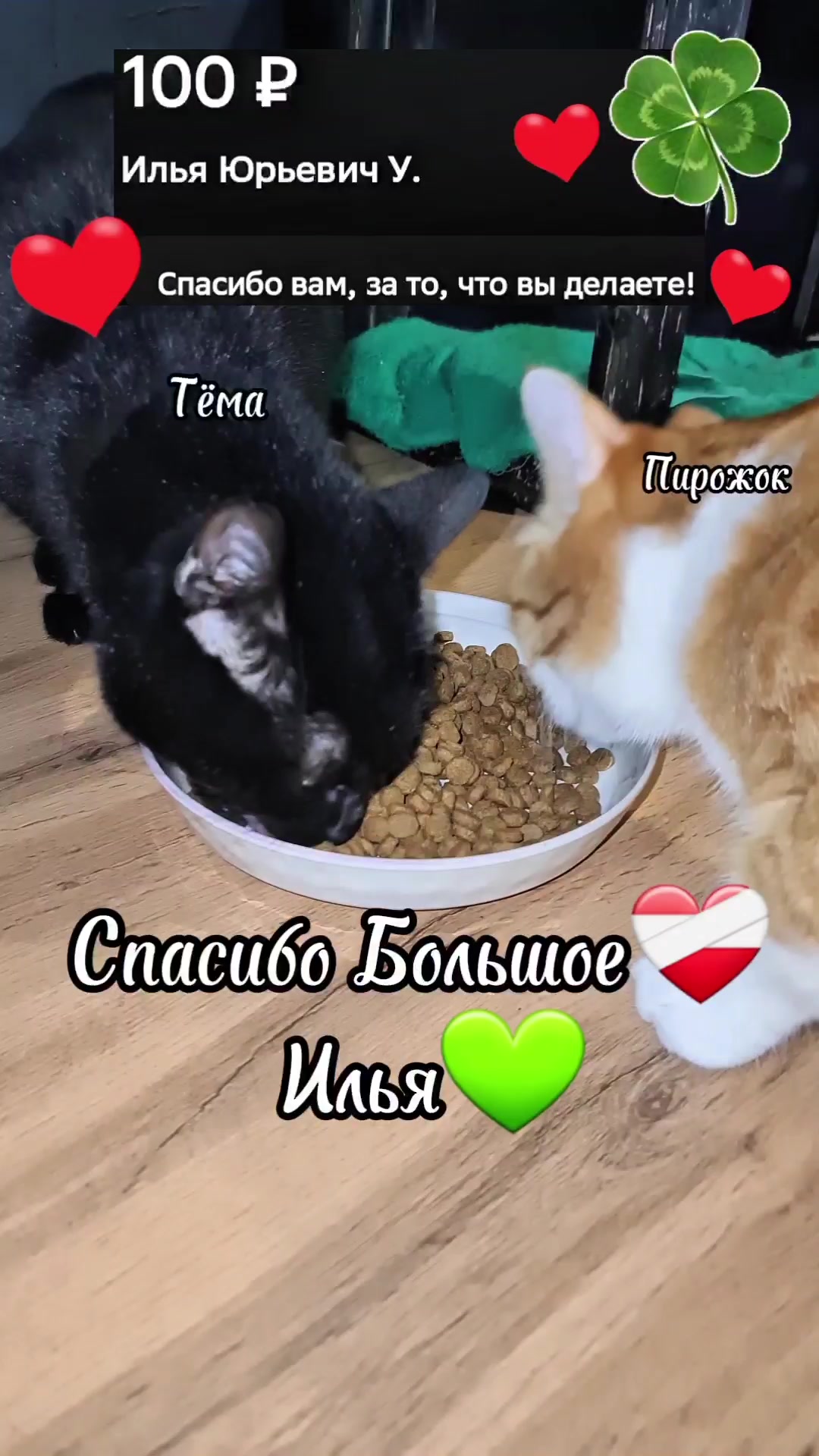 @Кошкин Дом