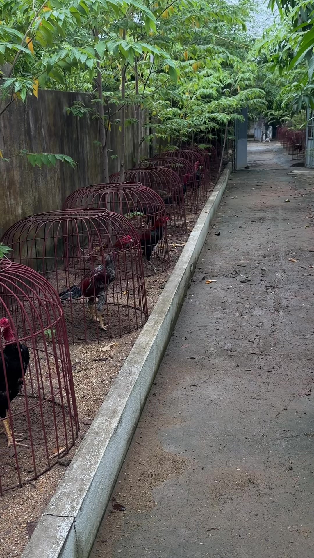 @Quốc khánh