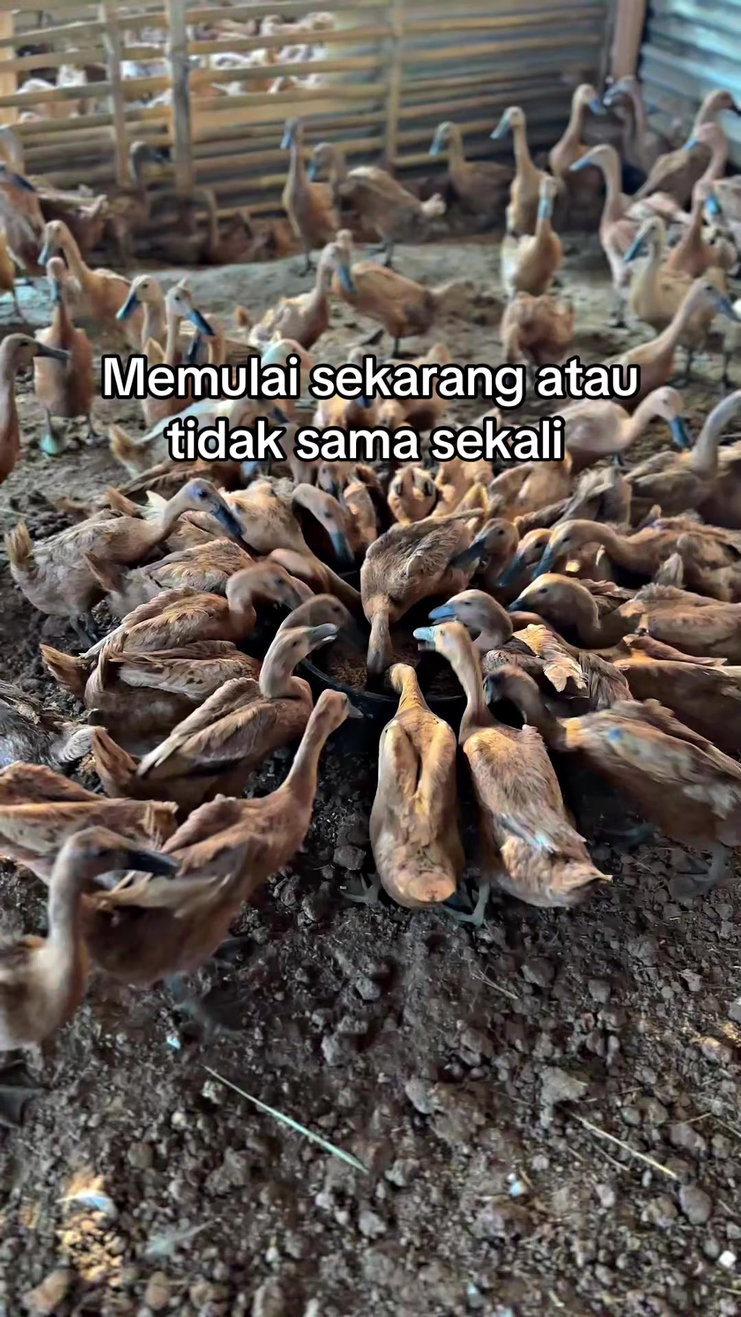 @darufarm