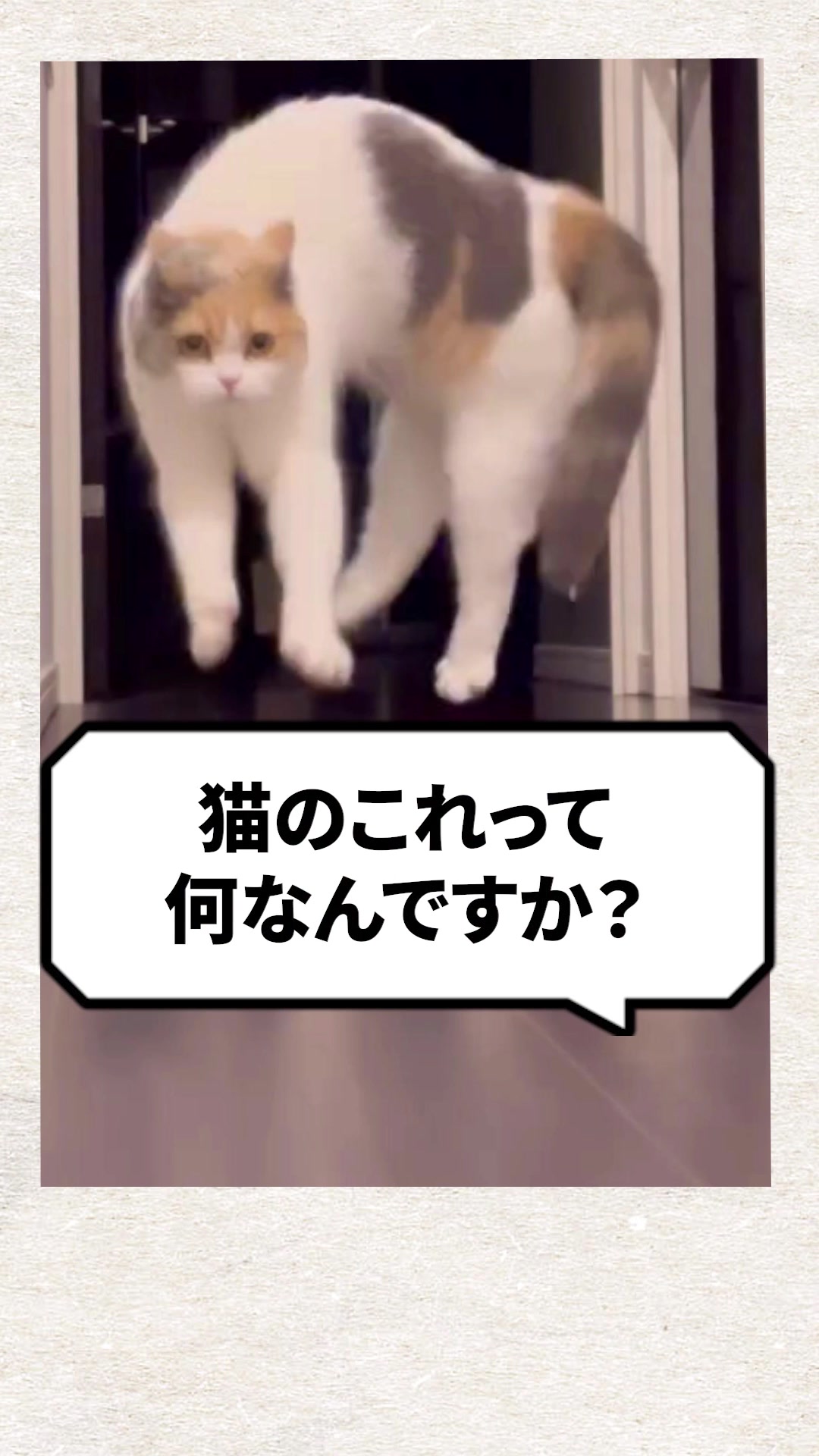 @猫の先生@タケ