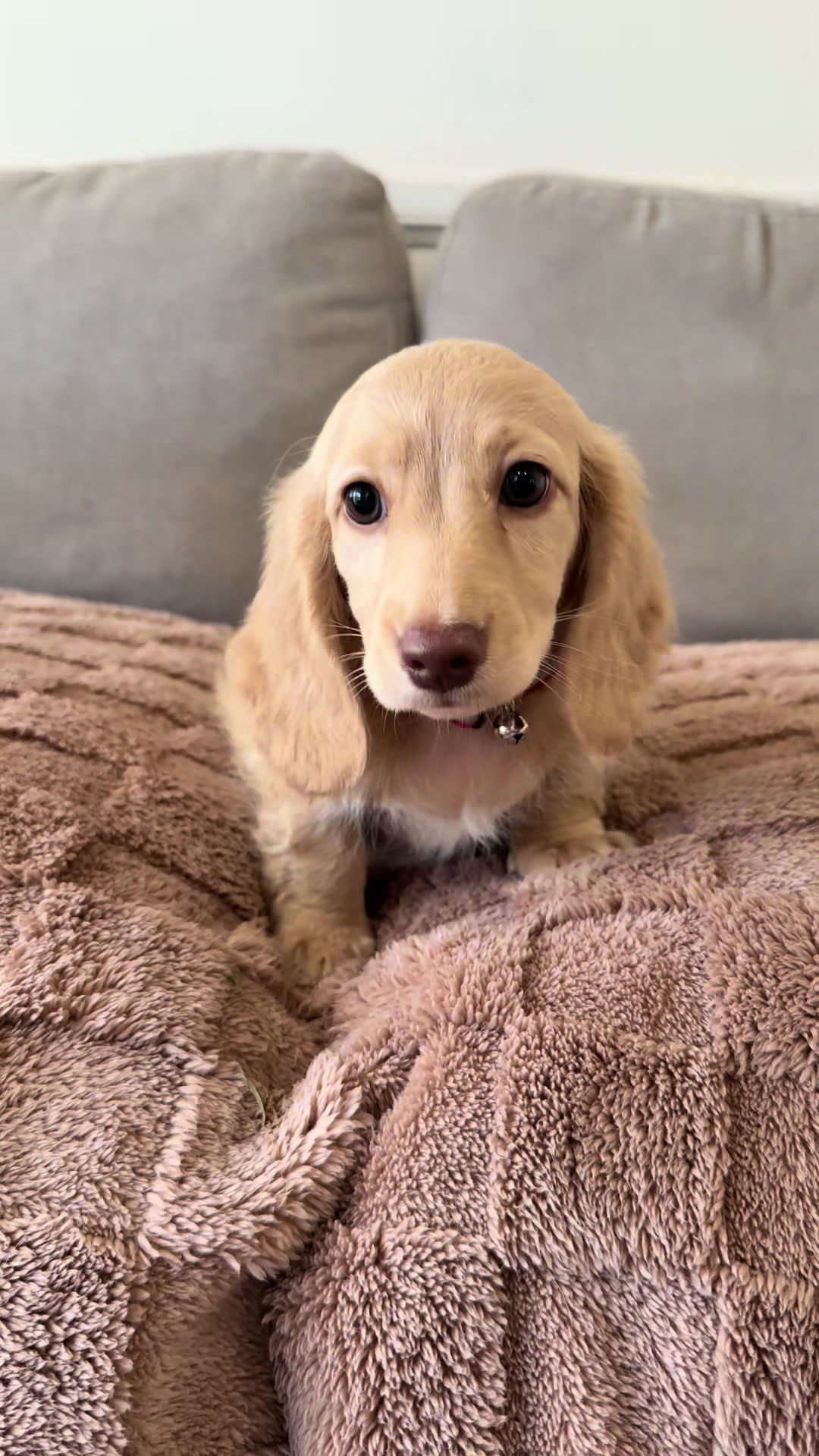 @Dachshund Dynasty
