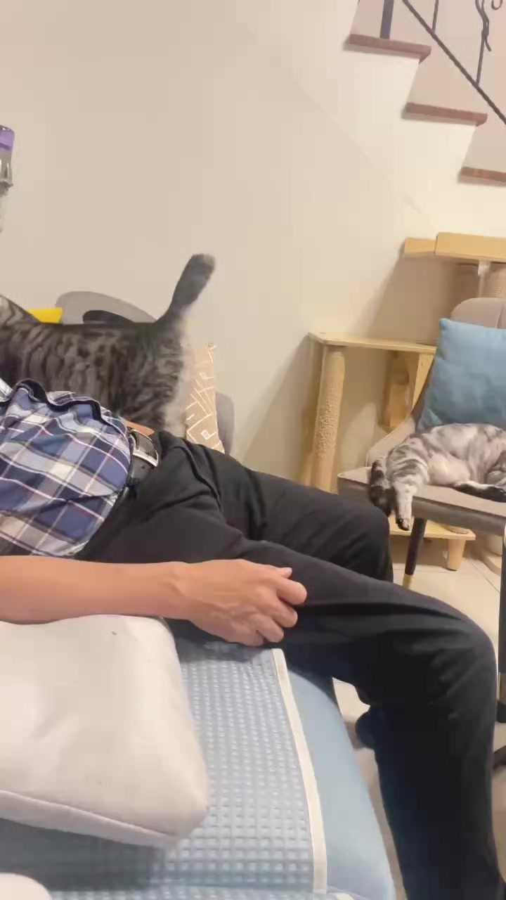 @migo是貓?