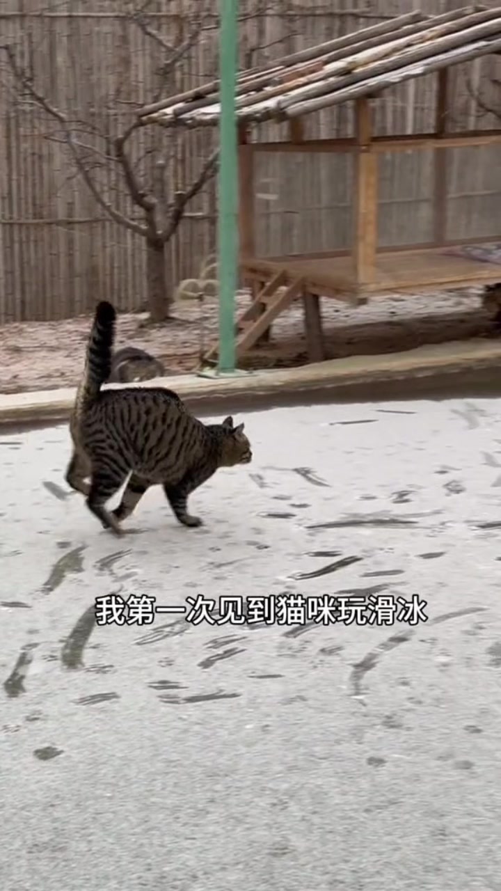 @小可爱猫猫们