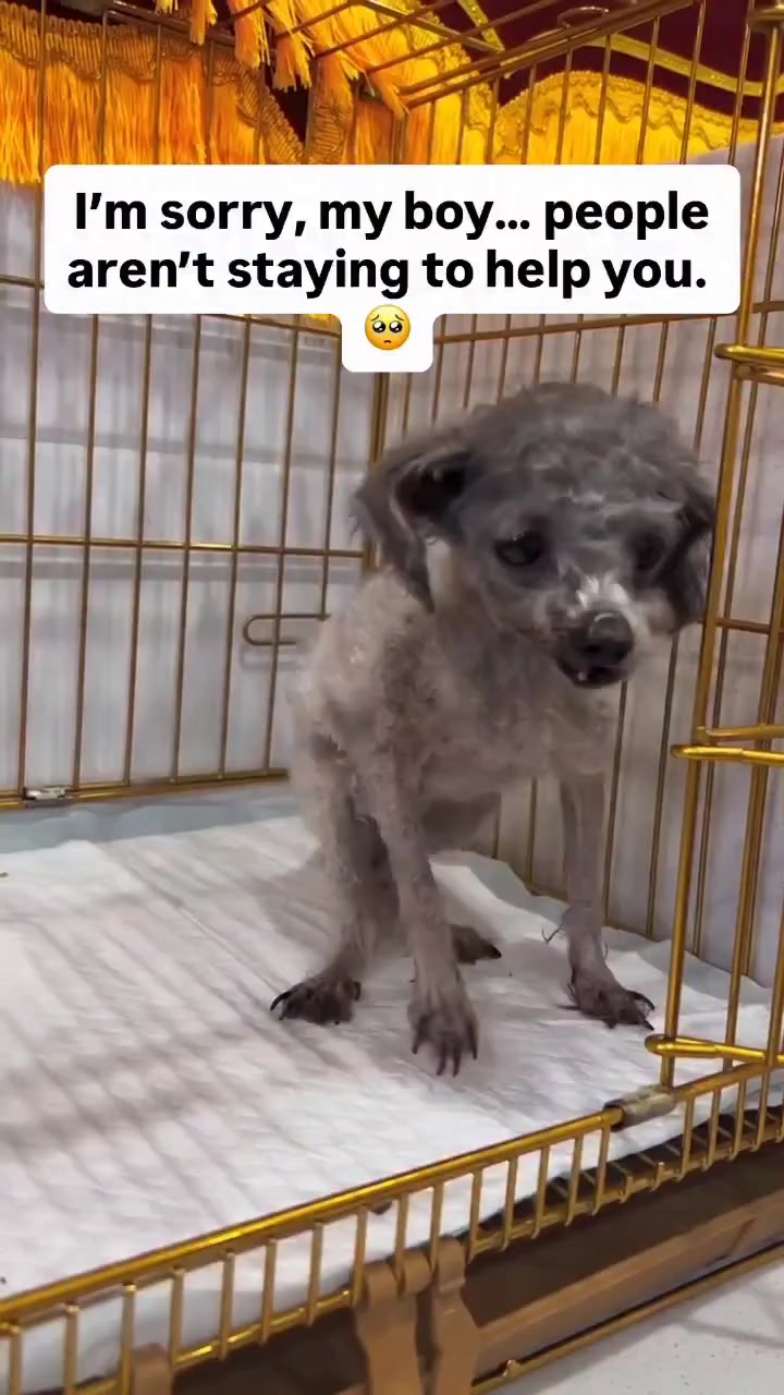 @NewLeashOnLifeRescue