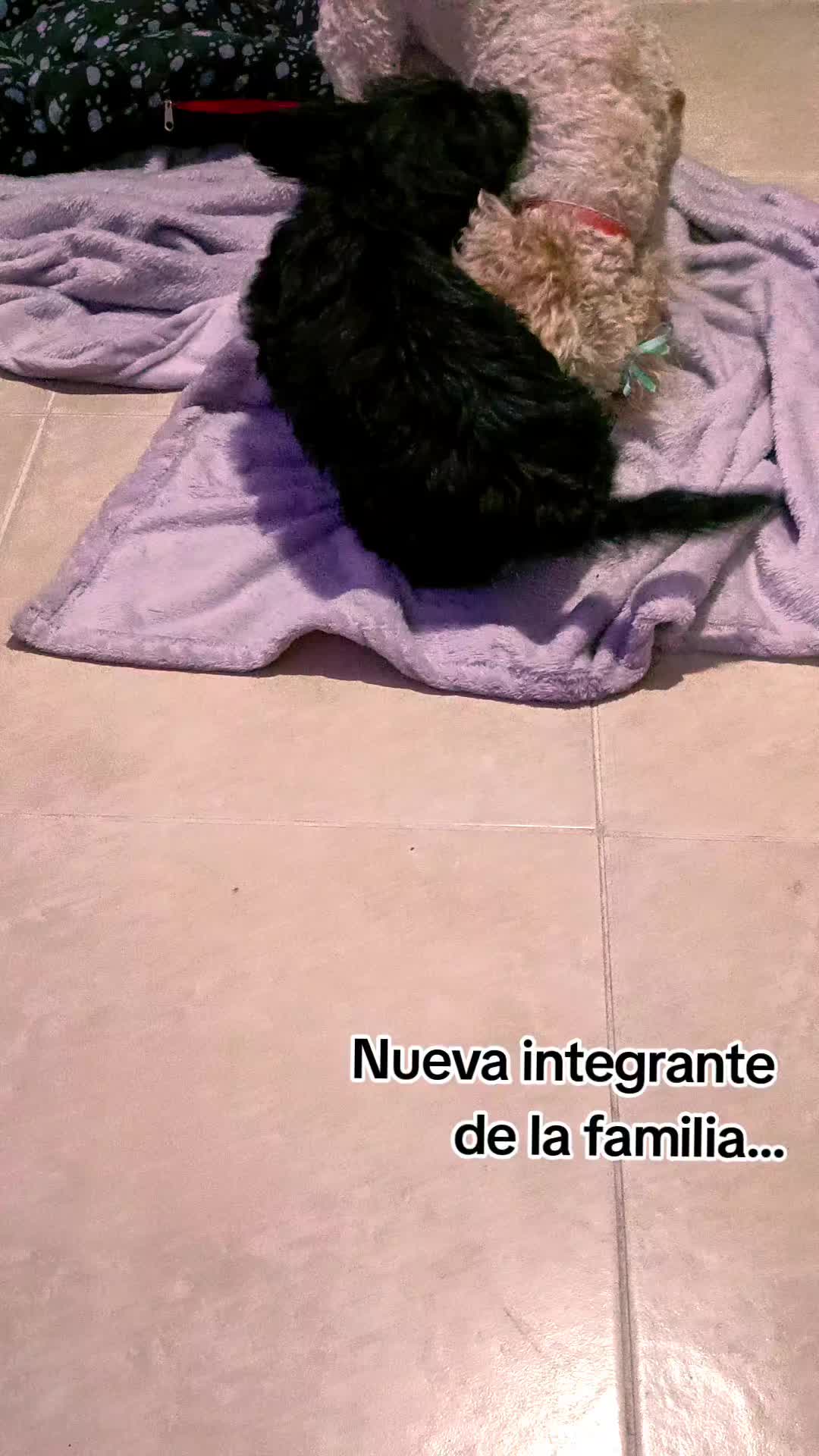 @Jorge Español