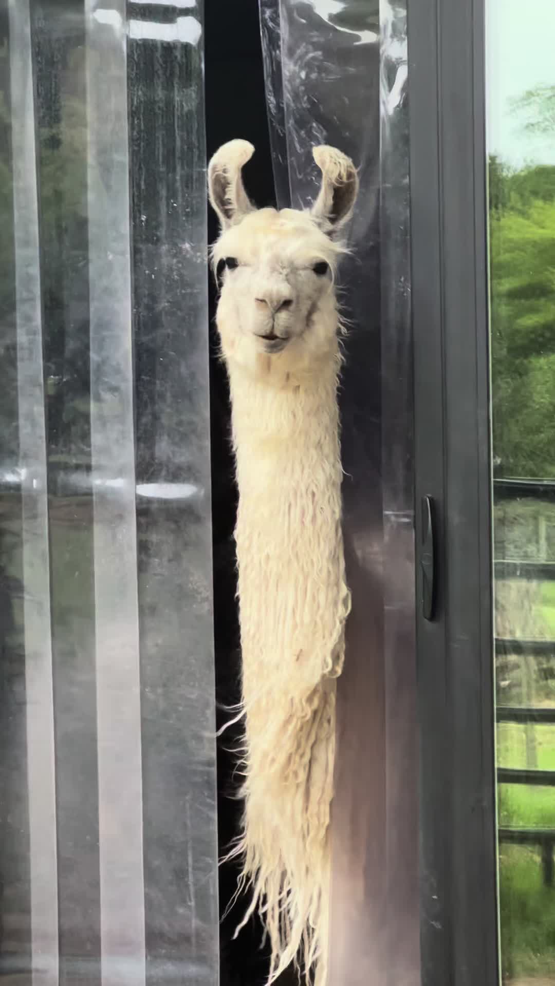 @The Packing Llamas