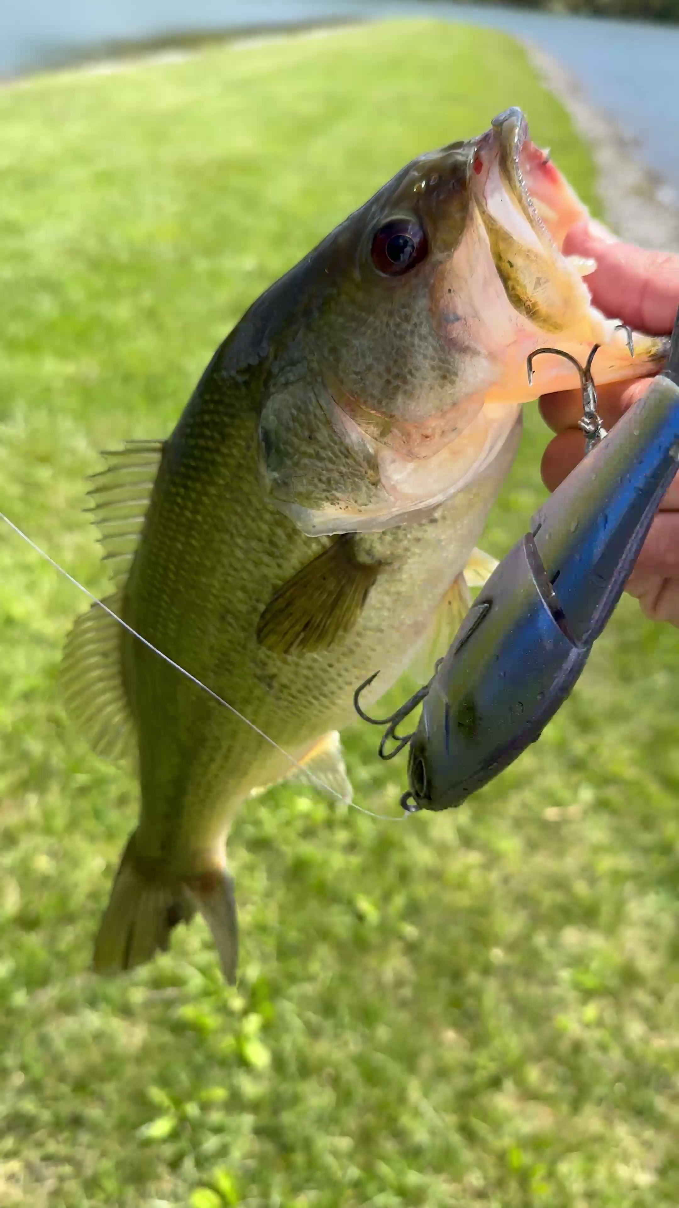 @BigBassFish